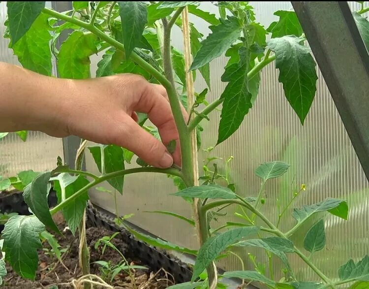 Пасынкование помидор. Как правильно пасынковать помидоры. Как правильно пасынковать помидоры. Пасынкование черри. Кусты томатов пасынкование.