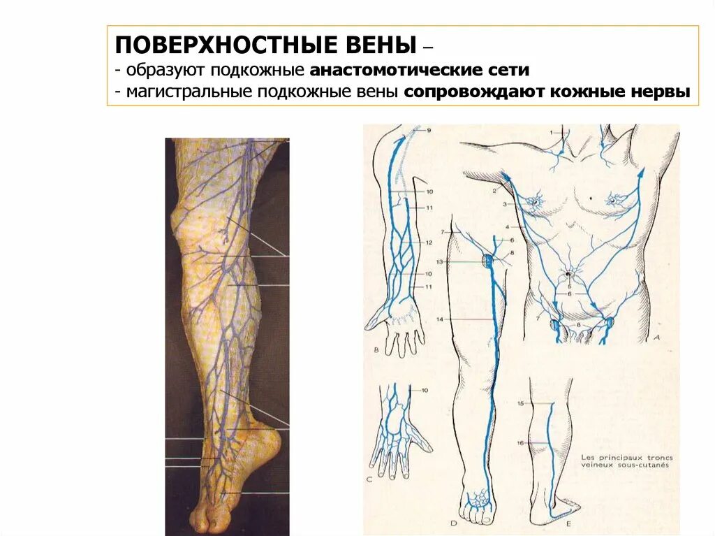 Анатомия поверхностных вен нижних конечностей. Остиальный клапан малой подкожной вены. Правая подкожная вена