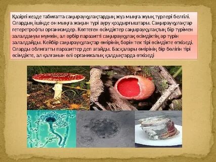 Саңырауқұлақтардың эротикалық фотосуреттері