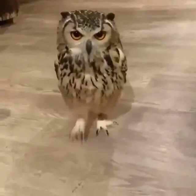 Как бегают совы