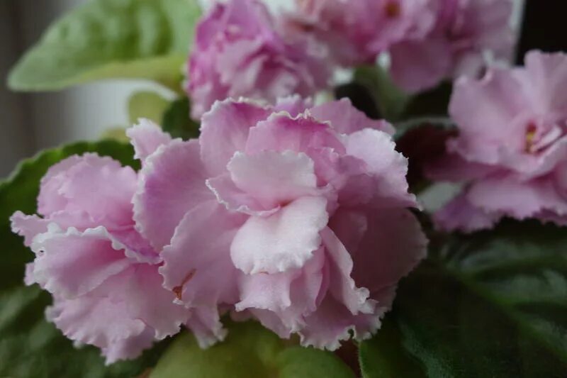 н барышня. н барышня. сорта фиалок макуни. фиалка внучка макуни. художник владислав нагорнов русские красавицы.