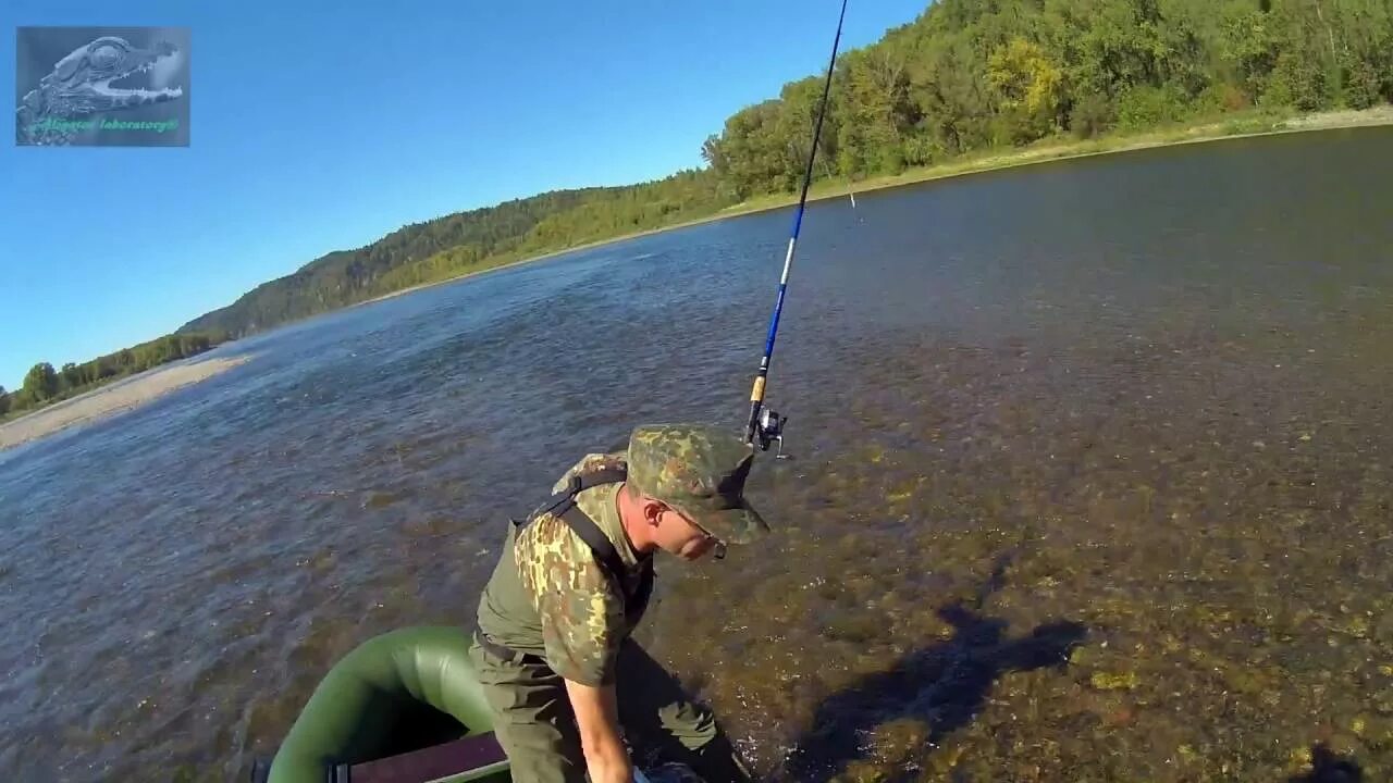 Рыбы реки томь. Рыбалка на оби в томской области. Самая большая рыба река томь. Рыбалка на реке чумыш. Рыбалка в новокузнецке 2022 на томи летом на спиннинг.
