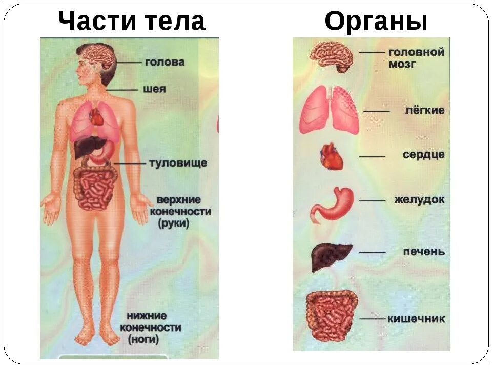 Макет строения внутренних органов человека. Модель внутреннее строение тела человека. Модель аппликация внутреннее строение тела человека 2 класс. Строение органов человека и их названия. Макет внутреннего строения челлве.