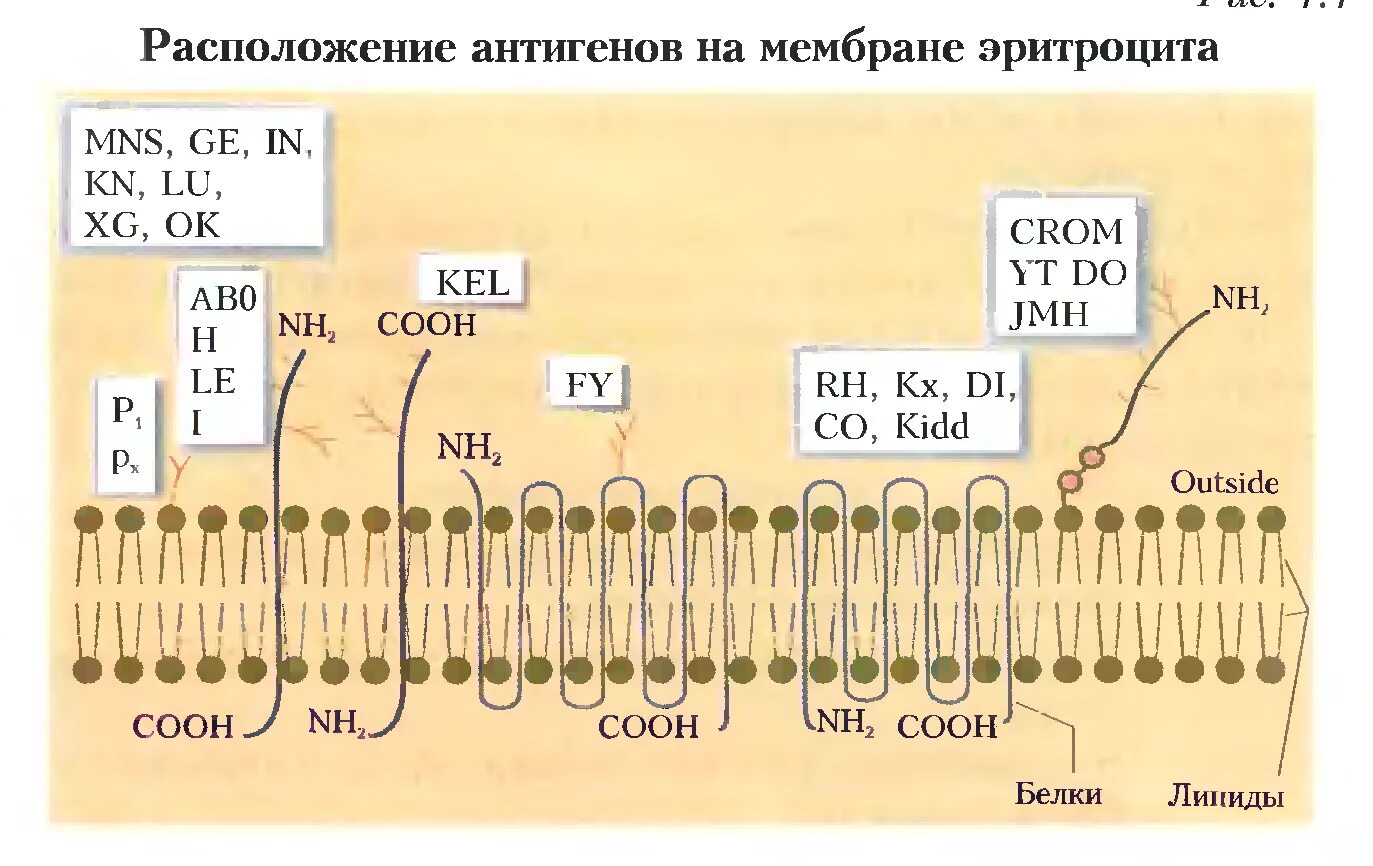 Зрелый эритроцит собаки сколько хромосом. Расположение антигенов на мембране эритроцита. Строение антигена эритроцита. Антигенная структура эритроцитов. Строение мембраны эритроцита.