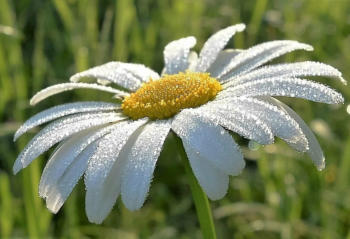 Картинки большой ромашки. Середина ромашки. Картинки большой ромашки. Ромашка белая лепесточки. Ромашки маленького размера.
