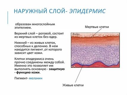 Эпидермис особенности строения и функции