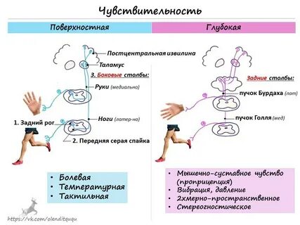 Чувствительность во время полового акта