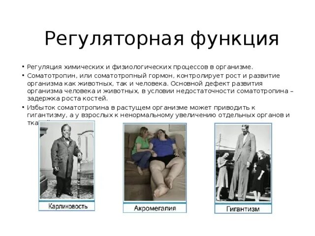 Соматотропин выполняет регуляторную функцию. Соматотропный гормон функции. соматотропин функции. избыток соматотропина.