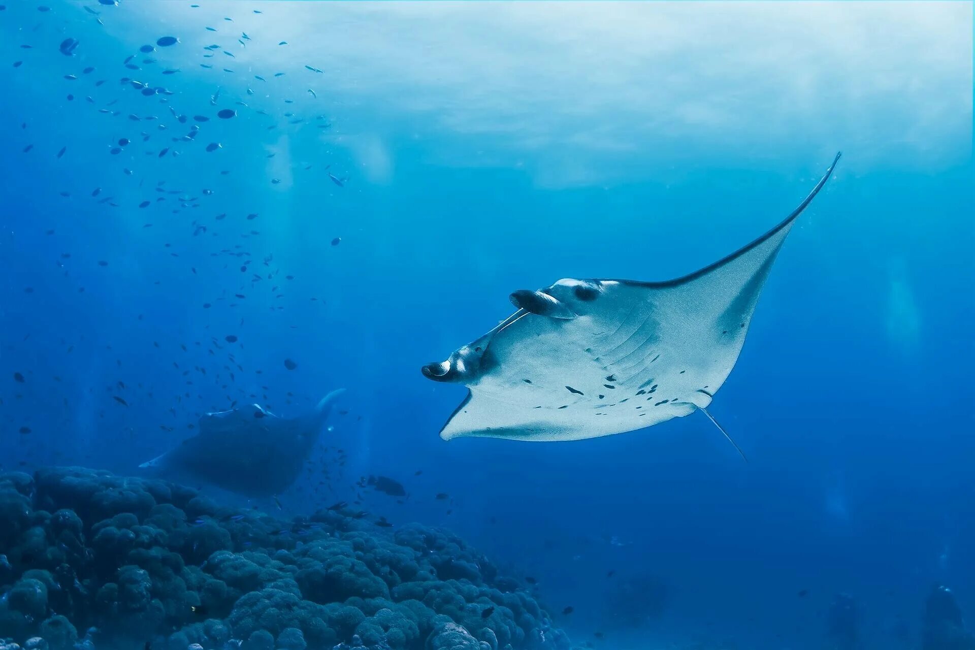 Скат manta alfredi. Манты род. Манта alfredi. Гигантский океанический скат манта. Манта alfredi.