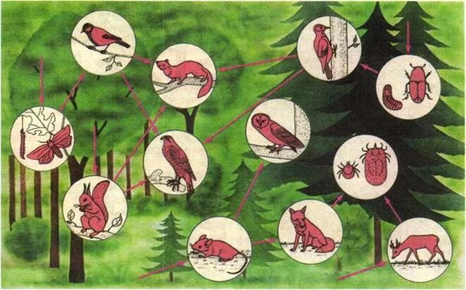 Живые организмы смешанного леса. Экосистема леса для дошкольников. Экосистема хвойного леса. Модель экосистема леса для дошкольников. Экосистема леса рисунок.