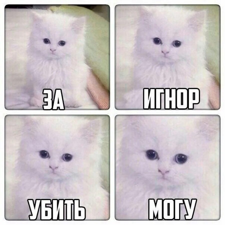 Скинь название. Мемы с котиками. Мемы про игнор. Кот Мем.