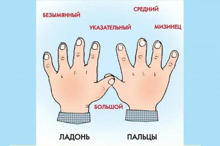 Развитие пальцев как называется. Пальцы название для детей. правая и левая рука для детей. названия пальцев для дошкольников. название пальцев на руке для детей.