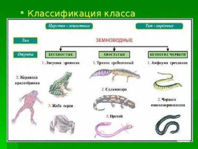 Подтипы земноводных. Систематика животных амфибии. Класс земноводные систематика. Класс земноводные классификация. Систематика животных земноводных.