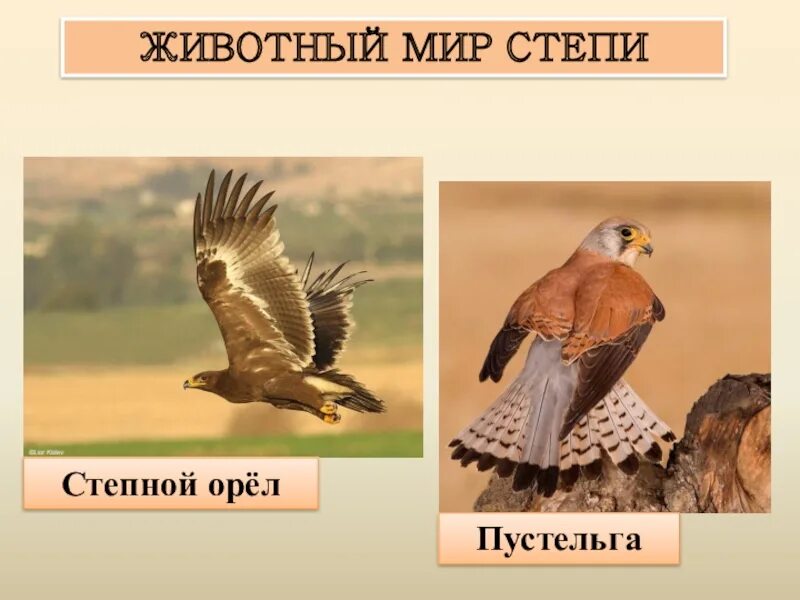 Степь животный мир орёл. Степной орёл окружающий мир. Животные степи России 4 класс