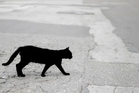Черный кот неудача