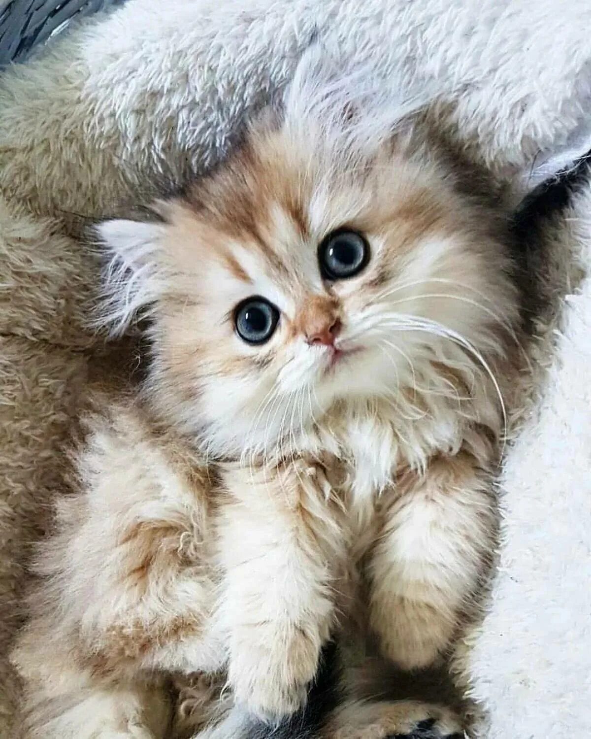 Красивых милых котиков. Пушистые котята. Милые котята. Пушистый котик.