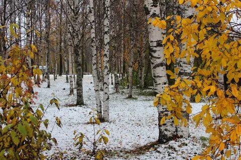 Праздник первого снега