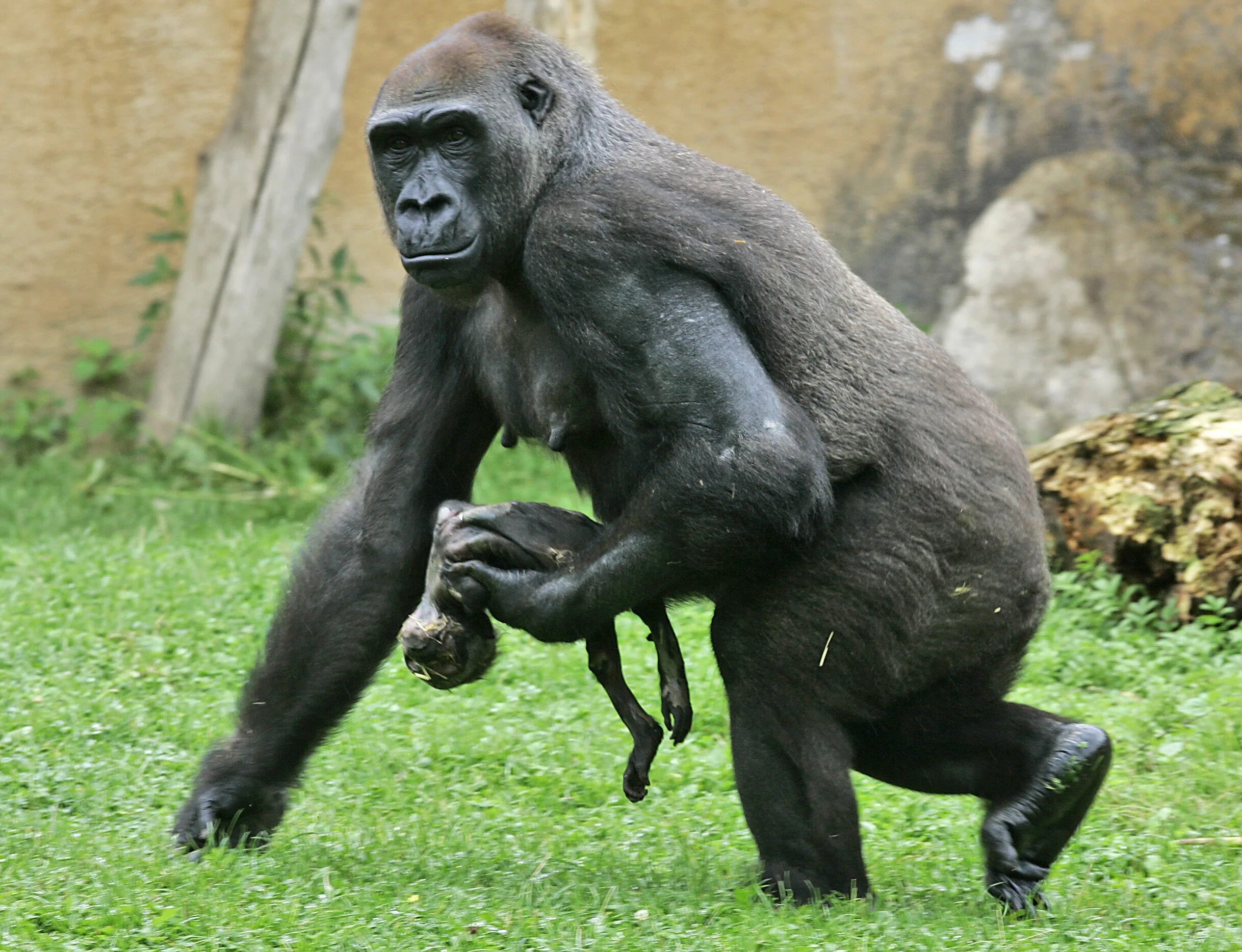 Тетя горилла если хотите стать сильными детки. Половые органы гориллы. Горилла, самец.