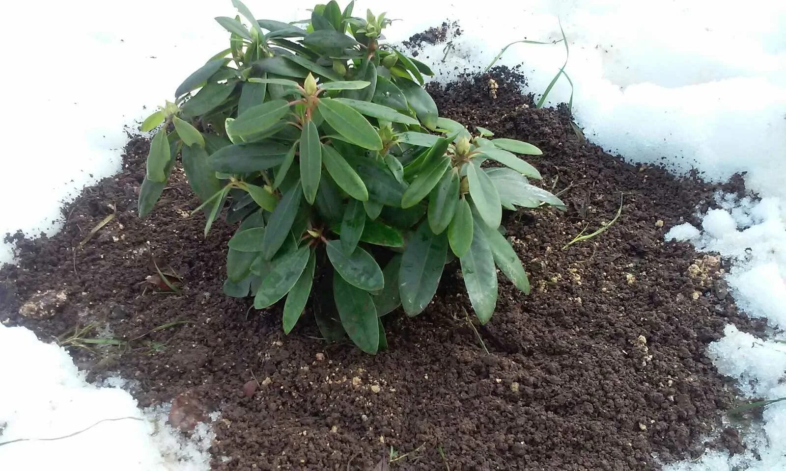 Рододендрон посадка весной в грунт. Рододендрон мульчировать. Мульчирование шишками рододендрон. Рододендрон клубни. Рододендрон вечнозеленый посадка.