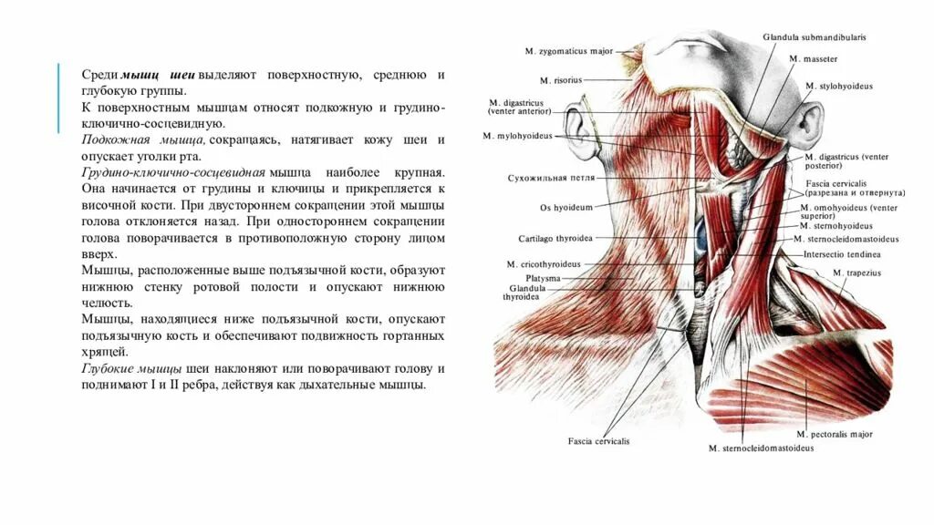 Мышца поднимающая кость