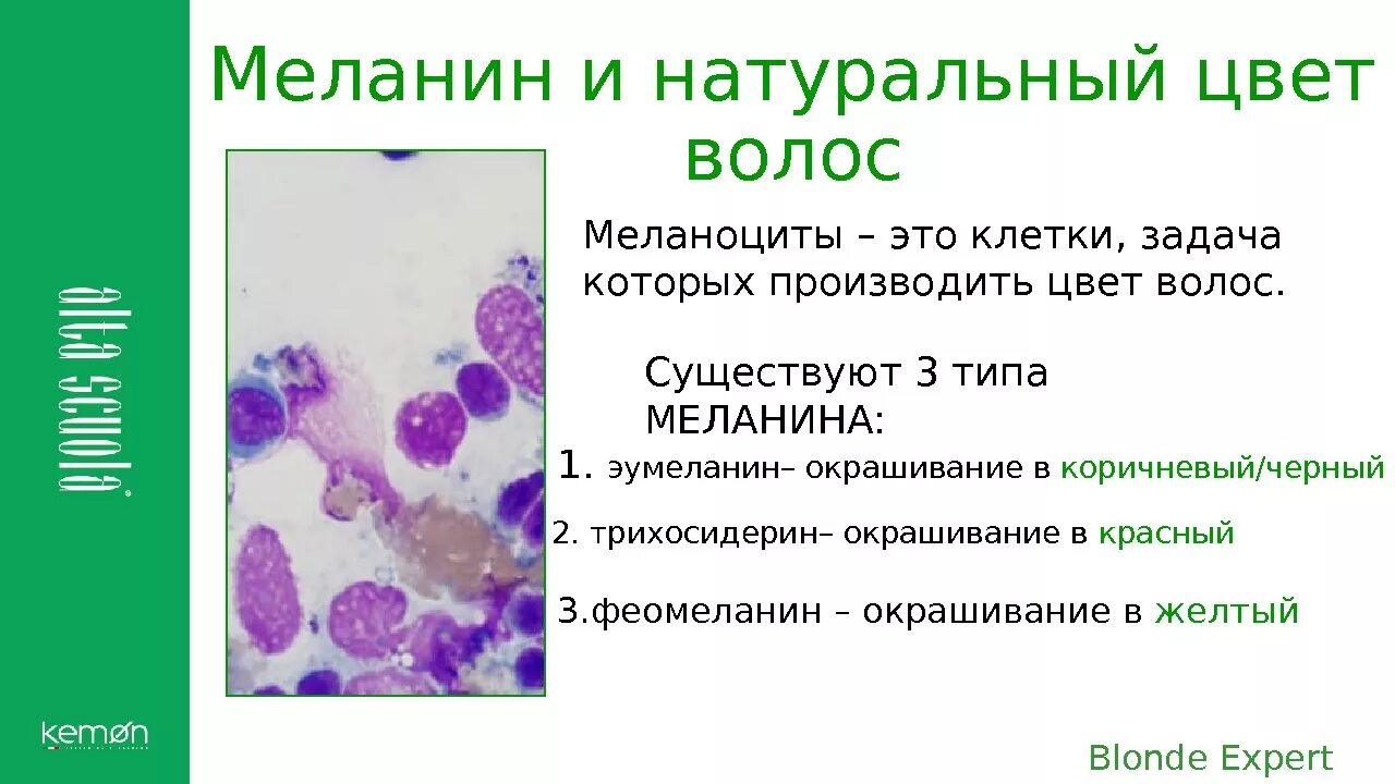 Меланин пигмент волос. Эумеланин и феомеланин. Меланин и феомеланин. Пигмент меланина в волосах. Типы меланина.