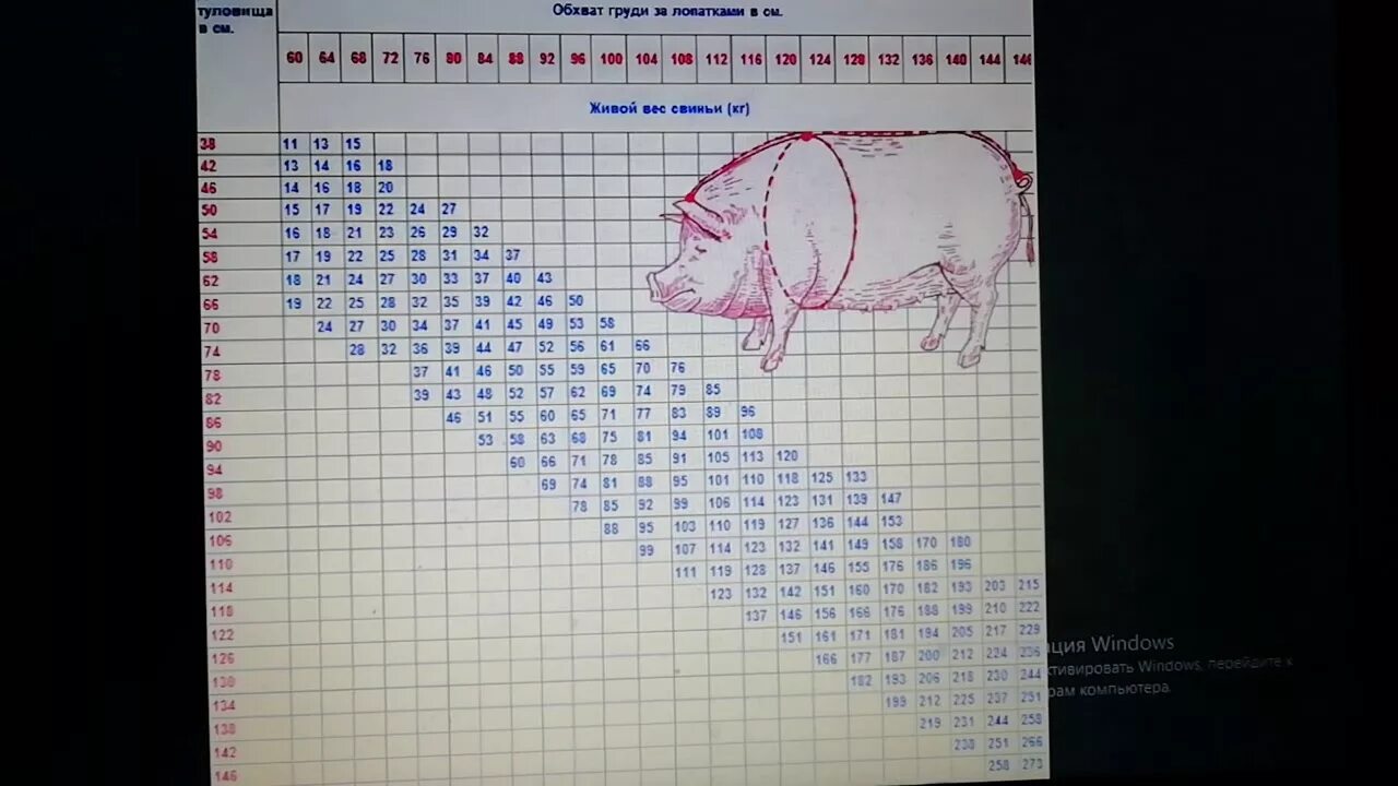 Таблица свиней живым весом. Живая масса свиней таблица. Таблица измерения веса свиней. Таблица замера поросят. Таблица измерения живого веса поросят.