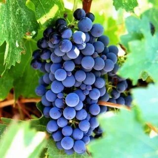 Виноград сорт регион