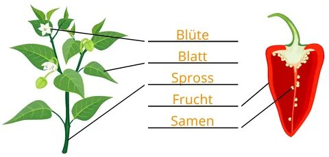 Organe der Pflanze 