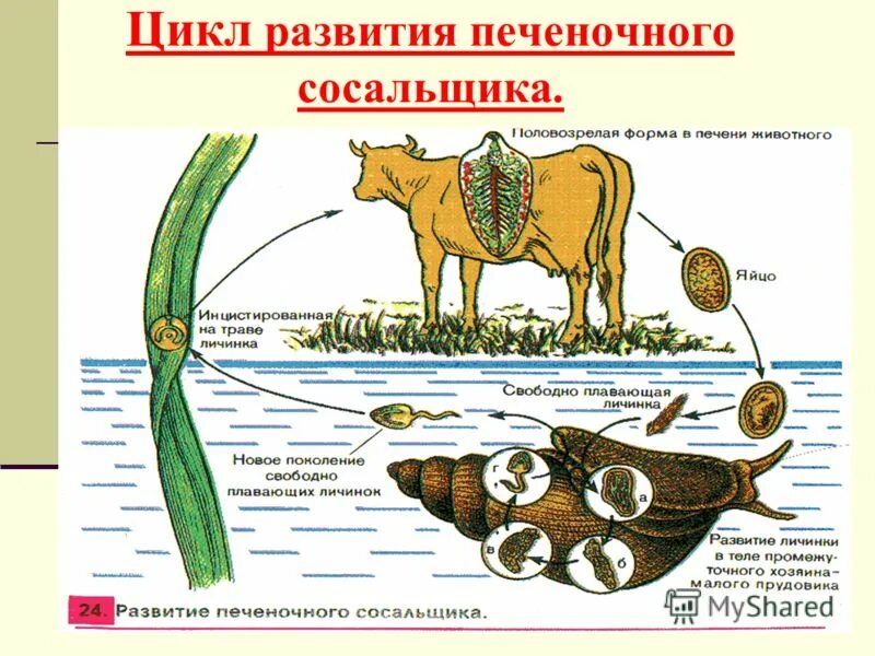 Заражение сосальщики. Цикл развития печеночного сосальщика биология. цикл развития печеночного сосальщика егэ биология. плоские черви сосальщики цикл развития. цикл размножения печеночного сосальщика.
