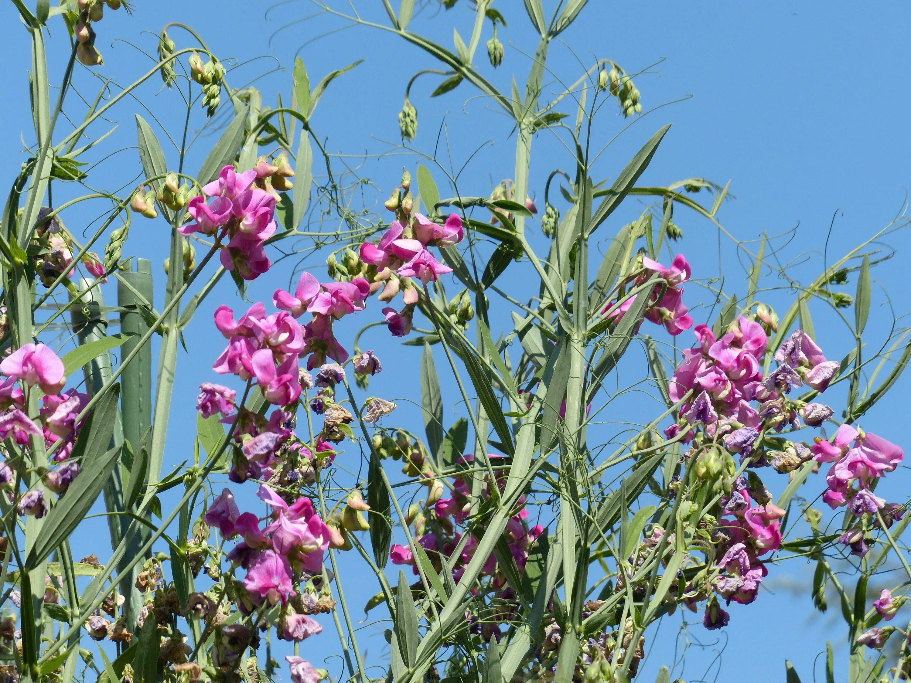 Кис растения. Чина клубненосная Lathyrus tuberosus. Горошек (чина посевная). Луговой душистый горошек. Бобовые медоносы.