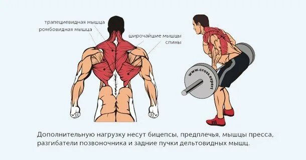 Тяга какие мышцы работают. Тяга штанги в наклоне мышцы. Тяга в наклоне какие мышцы работают. Тяга штанги в наклоне какие мышцы работают. Тяга штанги в наклоне к поясу какие мышцы работают.