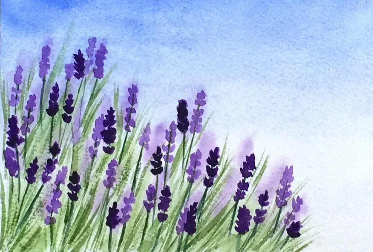Картина евгении горбачевой лавандовое поле. Лавандовый пейзаж акварелью. Цветы акварелью лаванда. Лаванда арт. Малгожата шчечинска цветы акварель.