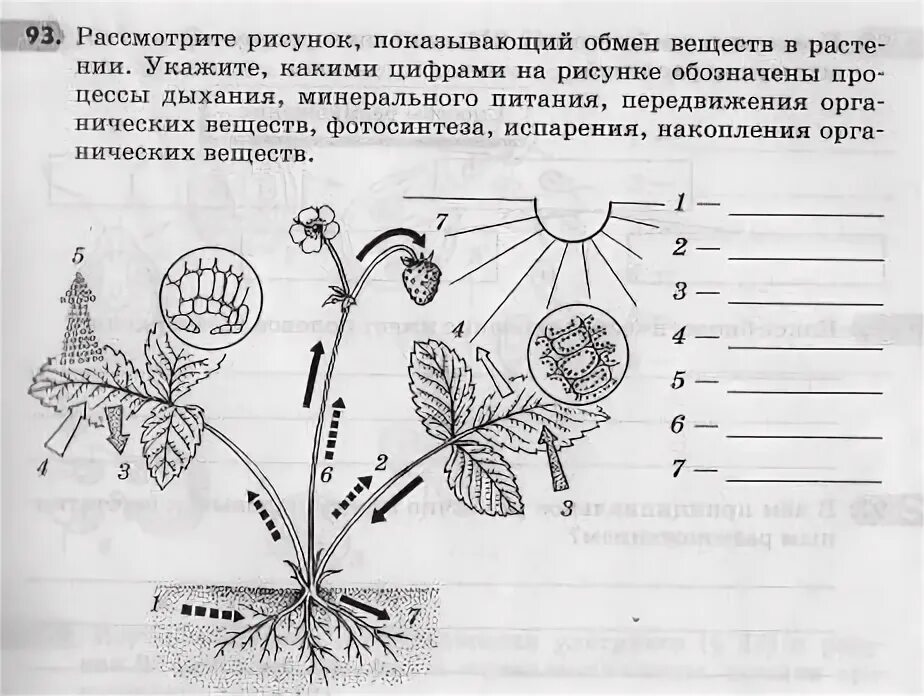 Проверочная работа по теме дыхание растений. Рассмотрите рисунок показывающий обмен веществ в растении. Схема фотосинтеза у растений. Рисунок показывающий обмен веществ в растении. Рис. Транспорт веществ в растении.