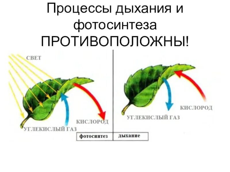 Дышат ли плоды. Схема процесса дыхания растения. Фотосинтез листа схема. Клеточное дыхание растений схема. Схемы процессов дыхания и фотосинтез.