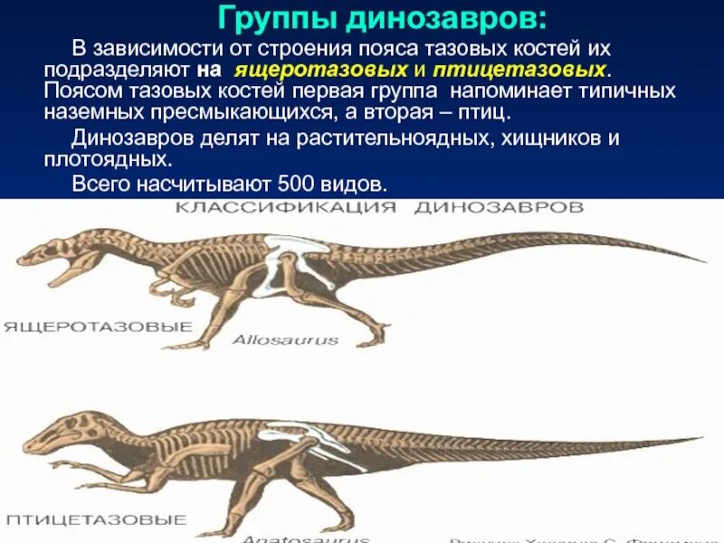 Птицетазовые. Птицетазовые и Ящеротазовые динозавры. Хищные Птицетазовые динозавры. Отряд Ящеротазовые динозавры:. Динозавры делятся.