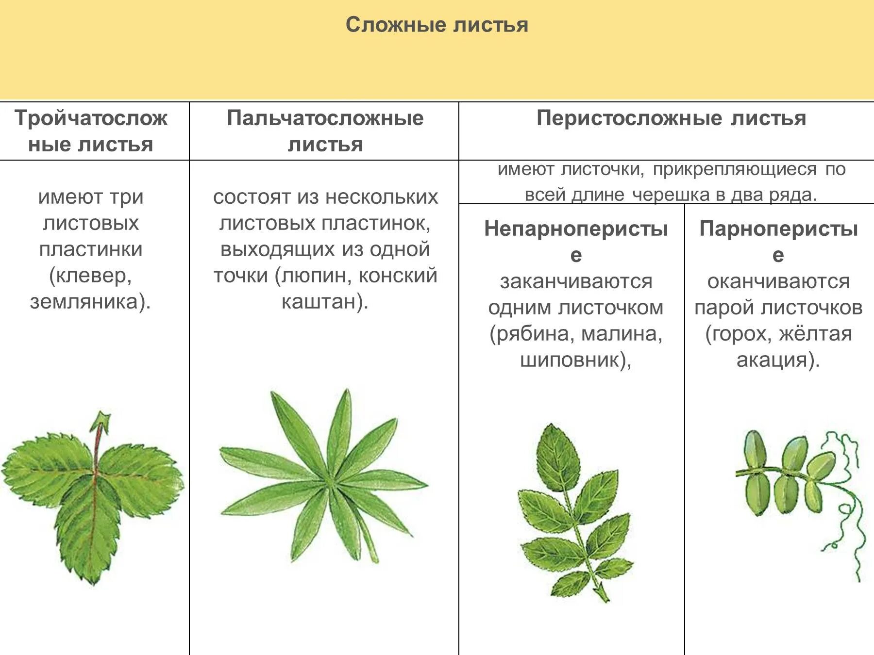 Часто имеют сильно рассеченные и линейные листья. Сложные листья пальчатосложные. Простые пальчатосложные листья. Типы верхушек листовой пластинки. Конский каштан листорасположение.