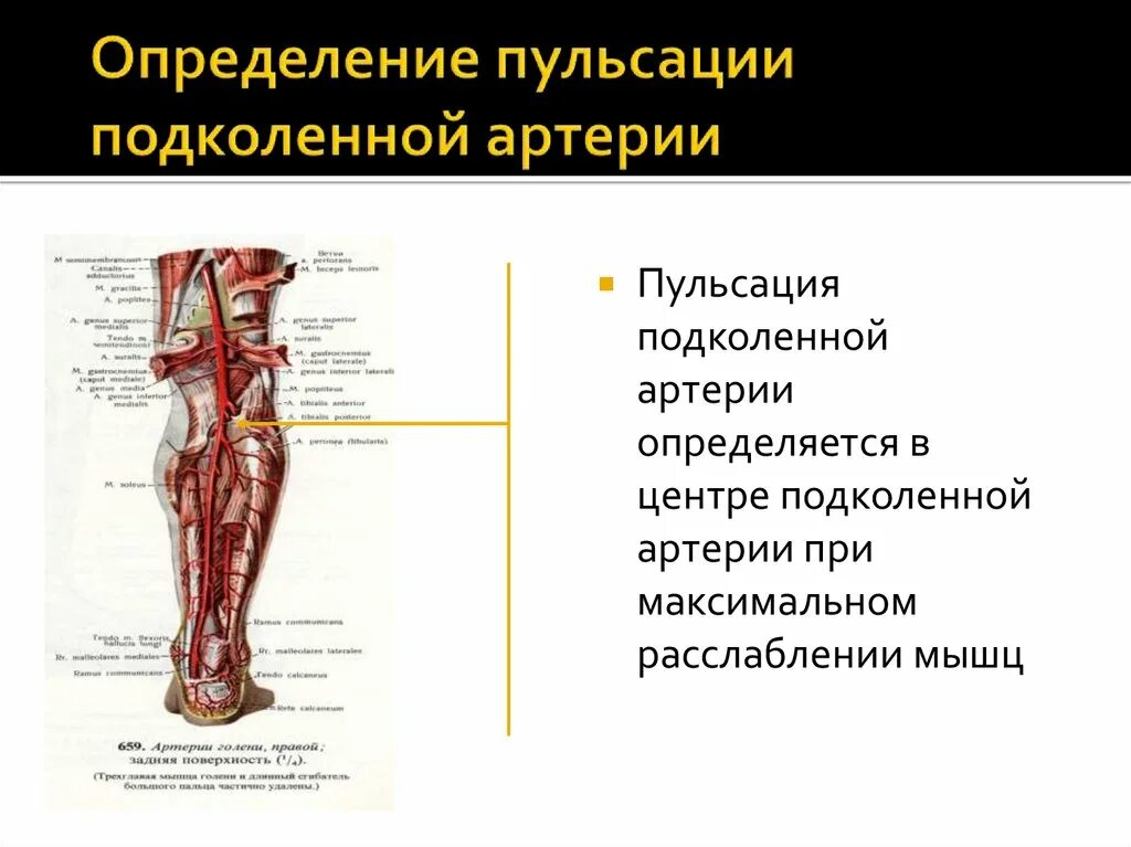 Сегменты подколенной артерии. Подколенная артерия гистология. Ветви подколенной артерии схема. Подколенная артерия анатомия. Артерии нижней конечности бедренная