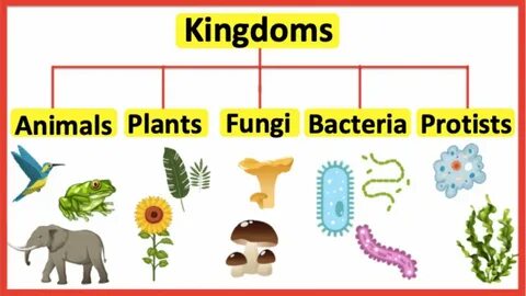 Many plant and animal