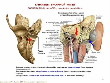 Сосцевидное отверстие