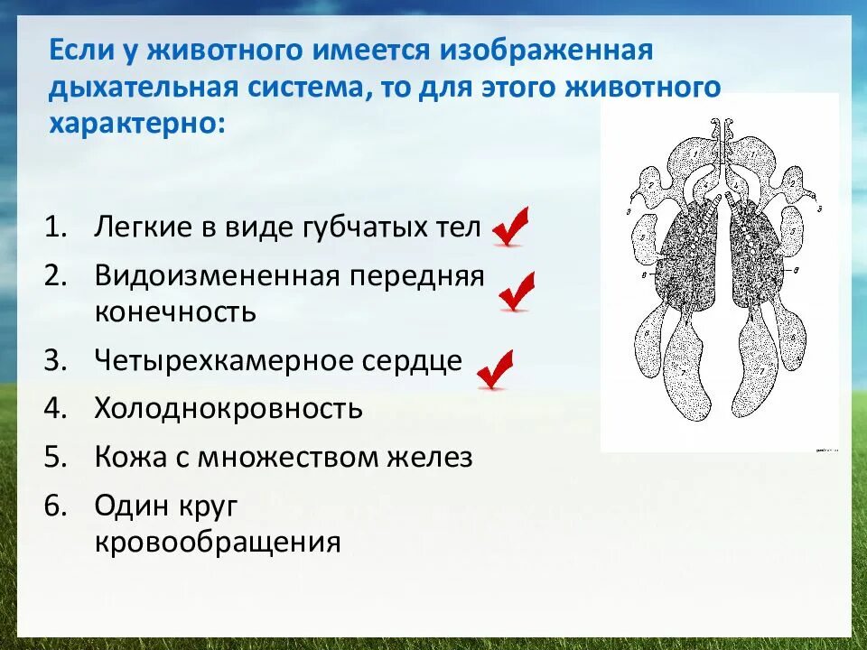 Если у животного имеется дыхательная система,. Лёгкие в виде губчатых тел. Если у животного имеется дыхательная система изображенная на рисунке. Если у животного имеется сердце изображенное на рисунке. Четырехкамерное сердце наличие диафрагмы