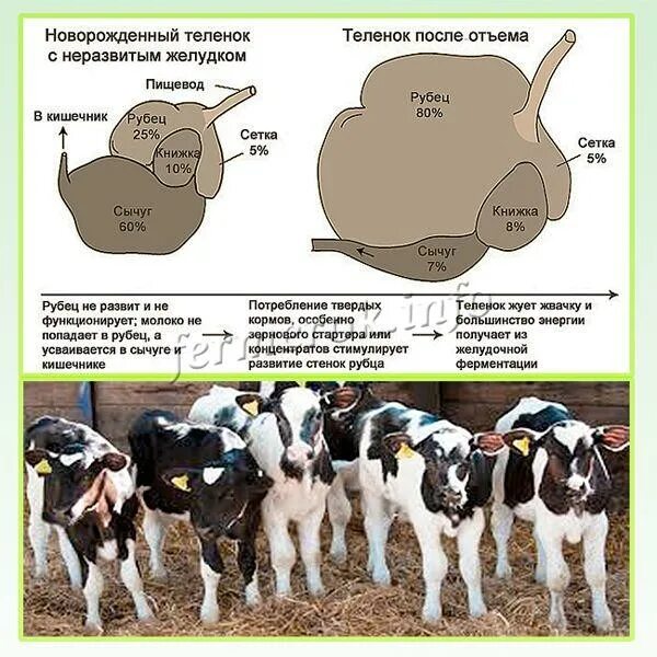 Сколько нужно давать телятам. Схема кормления телят сухим молоком. Кормление крупного рогатого скота. Вскармливание телят с месяца.