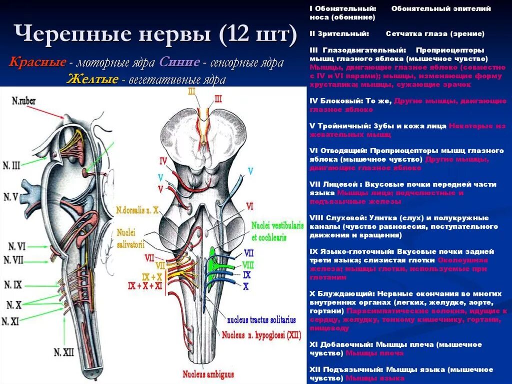 11 черепной нерв. Ядро Черепного нерва. Ядра 8 пары черепных нервов функции. Иннервация мозговых нервов. Черепные нервы локализация ядер.
