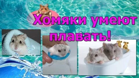 Хомяки плавают в воде