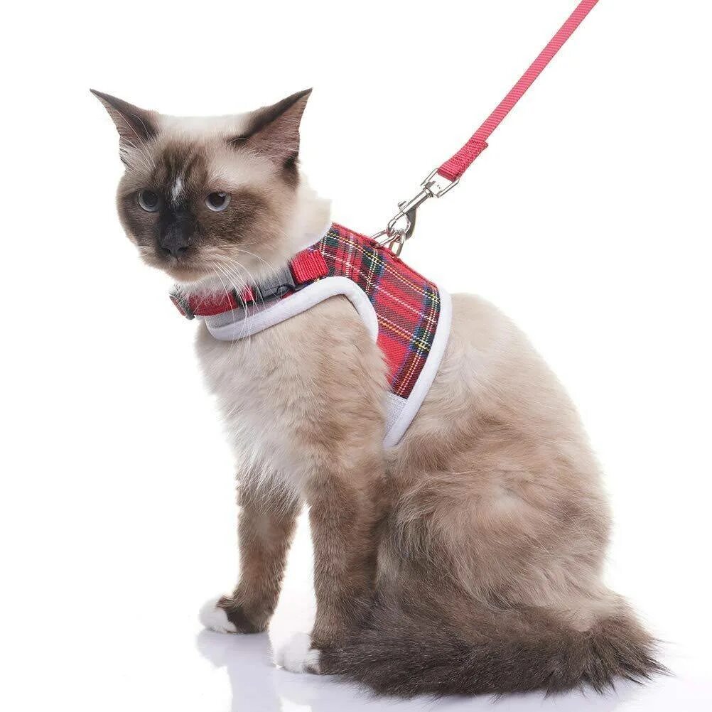 Как одеть поводок на кота. Кошачий поводок. шлейка для кошки. поводок для кошек. шлейка поводок для кошек.
