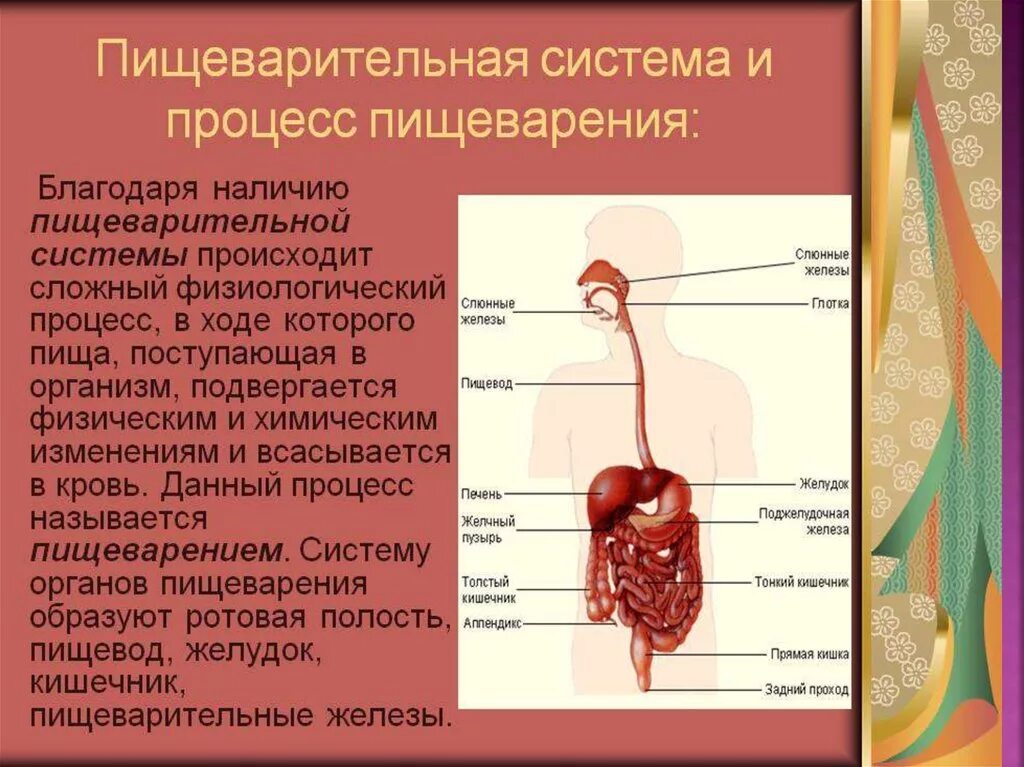 Описание процессов пищеварения. Пищеварительная система человека. Пищеварительная система доклад. Строение пищеварительной системы человека. Пищеварительная система человека фото.