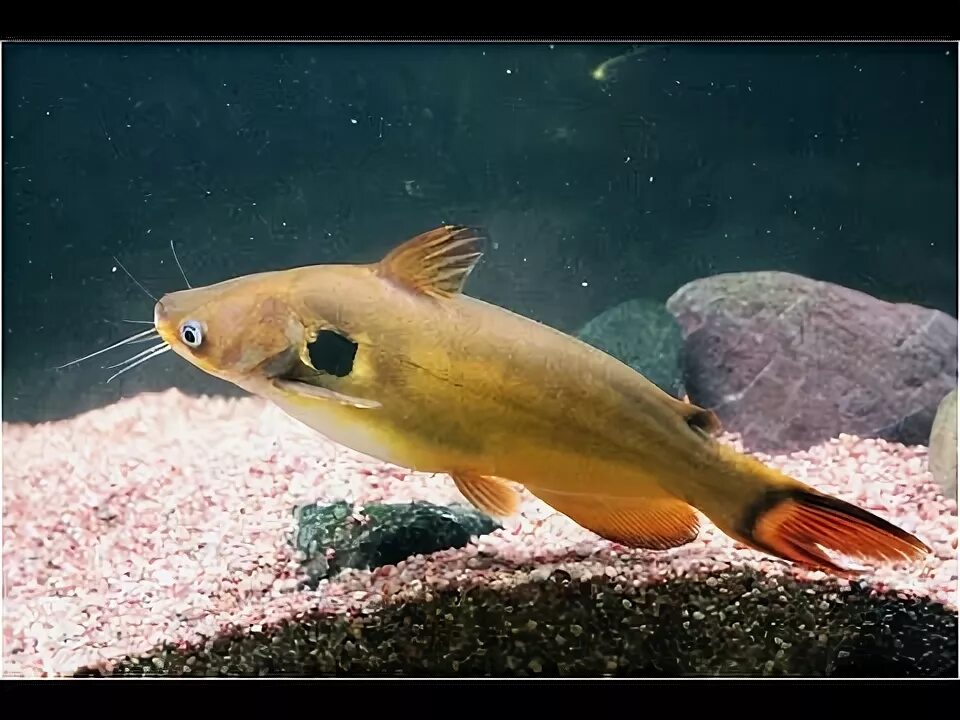 Сиамская касатка. Касатка Сиамская аквариумная рыбка. Сомик Касатка аквариумная рыбка. Аквариумный сомик мистус. Сом павлиний глаз аквариумная рыбка.