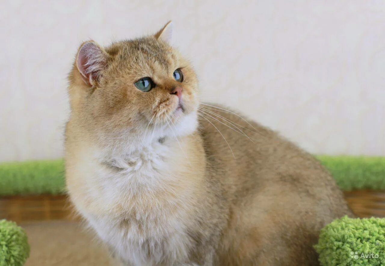 Британская золотая шиншилла. Золотая шиншилла чем кормить. Британская короткошёрстная золотая шиншилла. Британская золотая шиншилла. Британец золотая шиншилла.