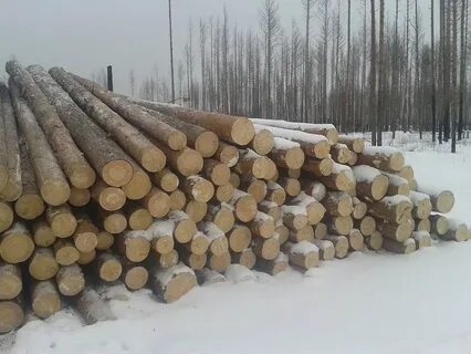Куб сосны кругляка