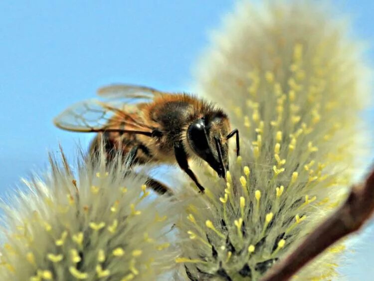 Пчелы приморск. Приморские пчелы. Пчелы приморск. Пчелы приморск. Пчела медоносная отряд перепончатокрылые.