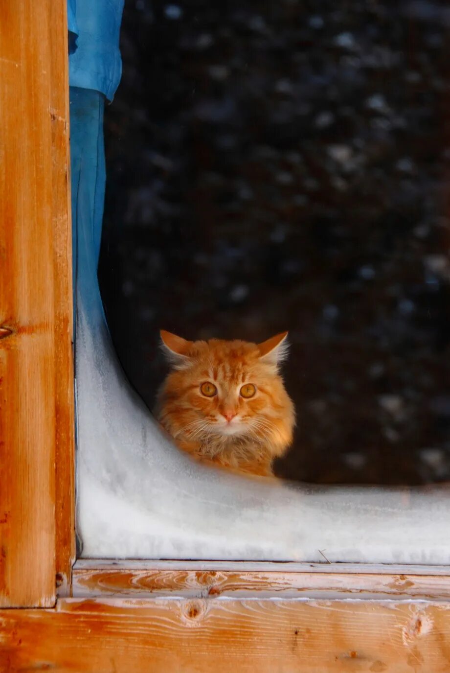 Хосико кот. Кошка на окне. Рыжая кошка на окне. Кот выглядывает из окна. Кот на окне.